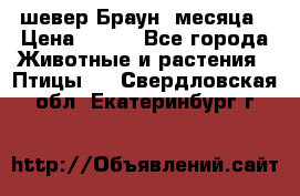 шевер Браун 2месяца › Цена ­ 200 - Все города Животные и растения » Птицы   . Свердловская обл.,Екатеринбург г.